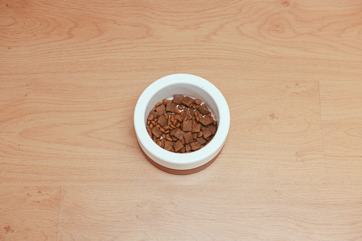 Best Dog Food: How to Choose the Right Formula for Your Dog