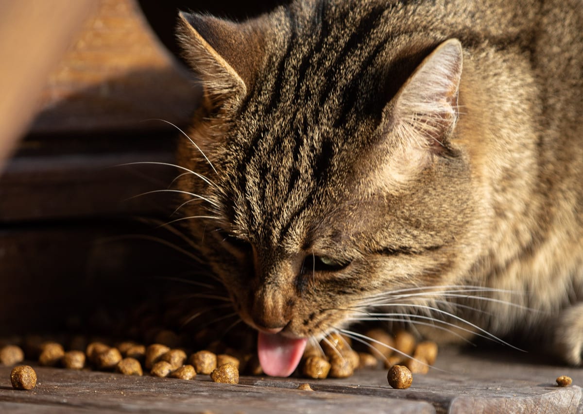 Best Cat Food: How to Choose the Right Formula for Your Cat