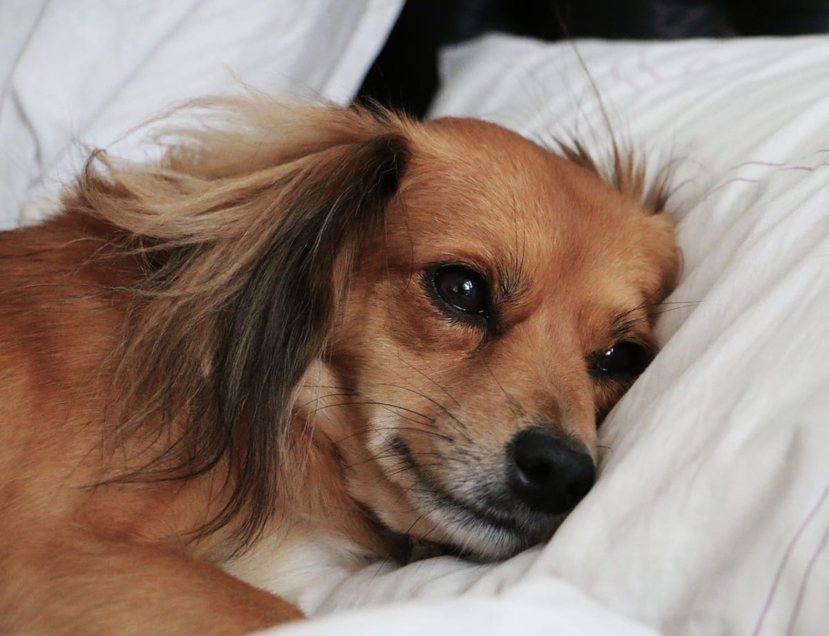 Dog Throwing Up White Foam: Common Causes and What to Do