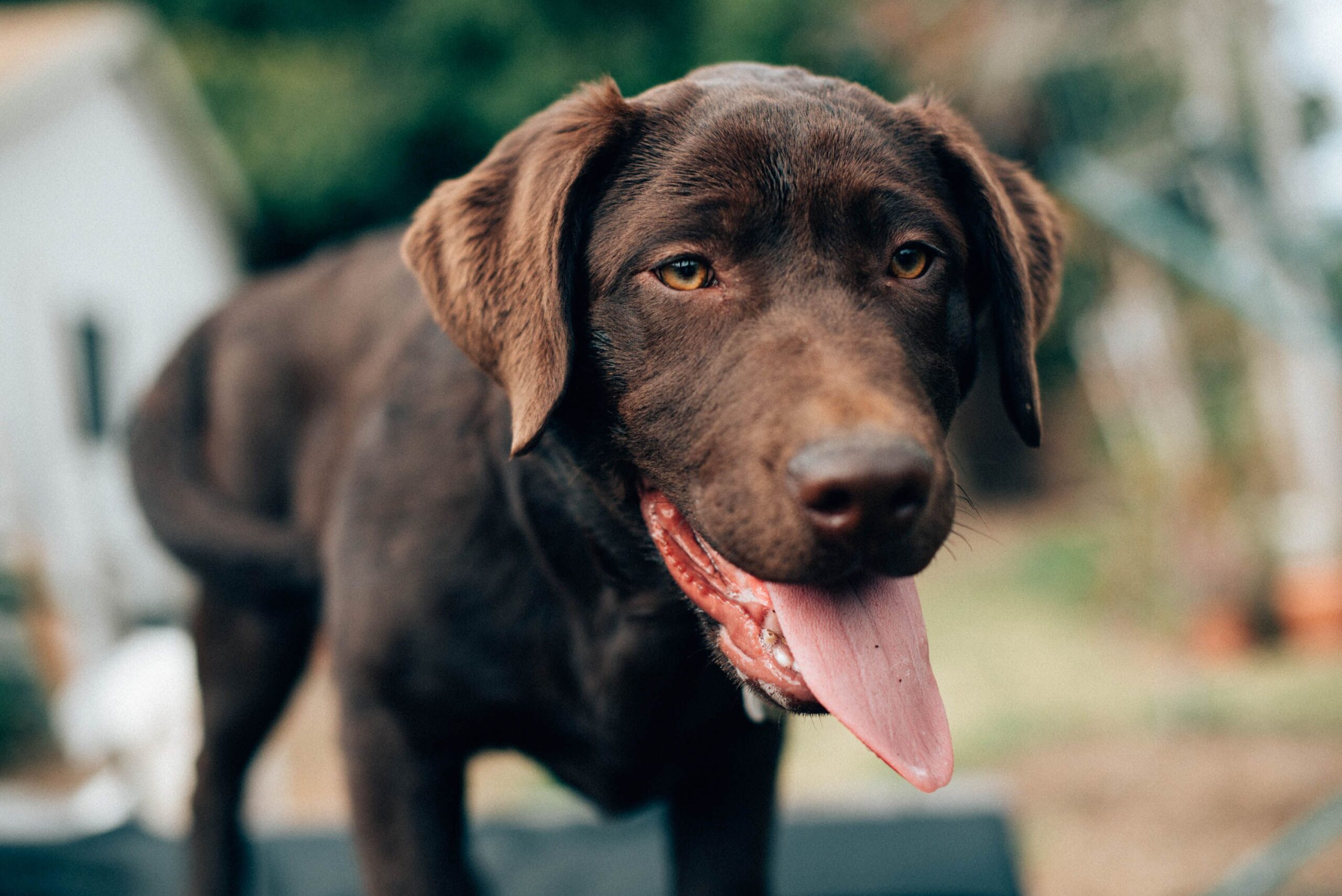Why Is My Dog Panting So Much?