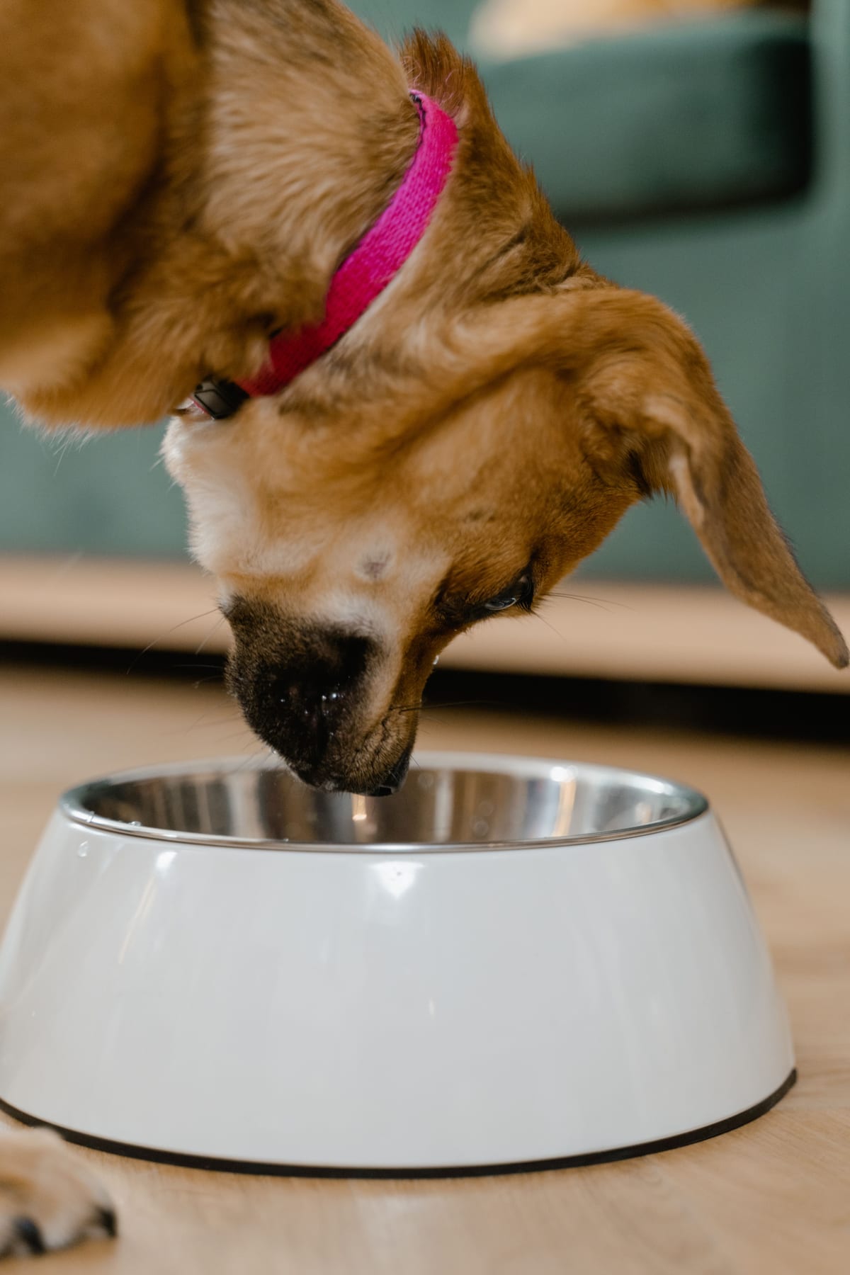 Best Dog Food for Food Allergies