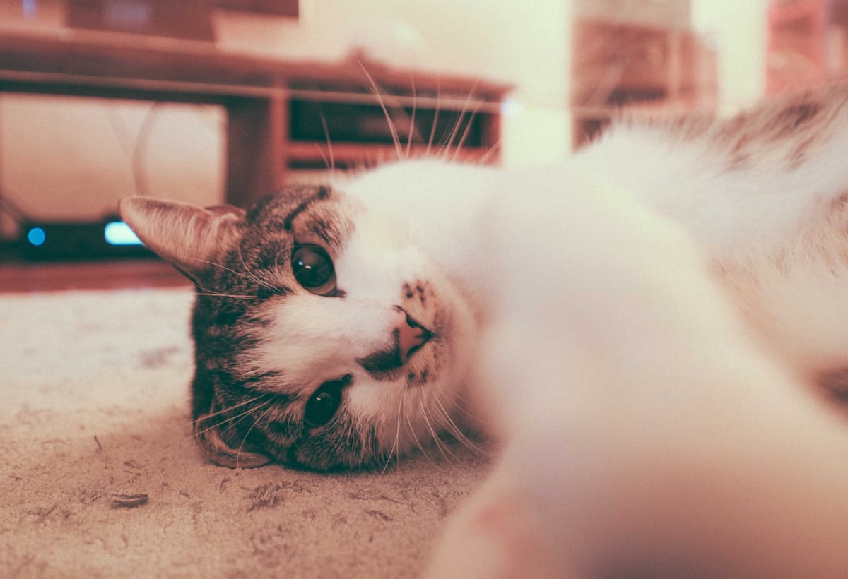 Cat Sneezing: Common Causes and When to Worry