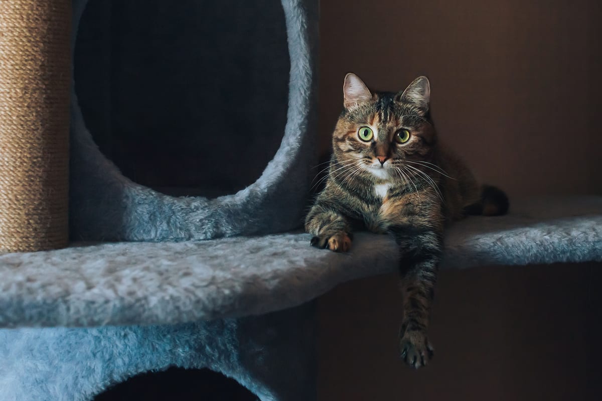 Why Does My Cat Keep Throwing Up?