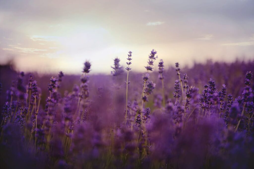 A field of lavender flowers, illustrating an article on whether lavender is safe for cats