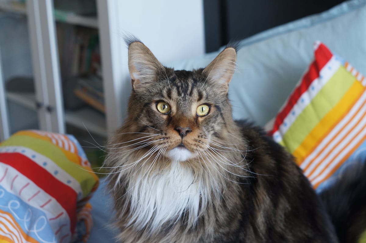 Maine Coon Cat Price: What Owners Should Expect to Pay