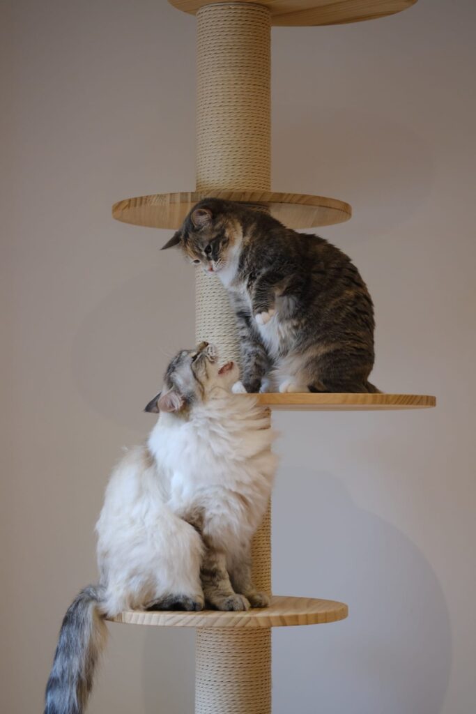 A cat resting on a carpeted cat tree, illustrating an article on cat trees for large cats