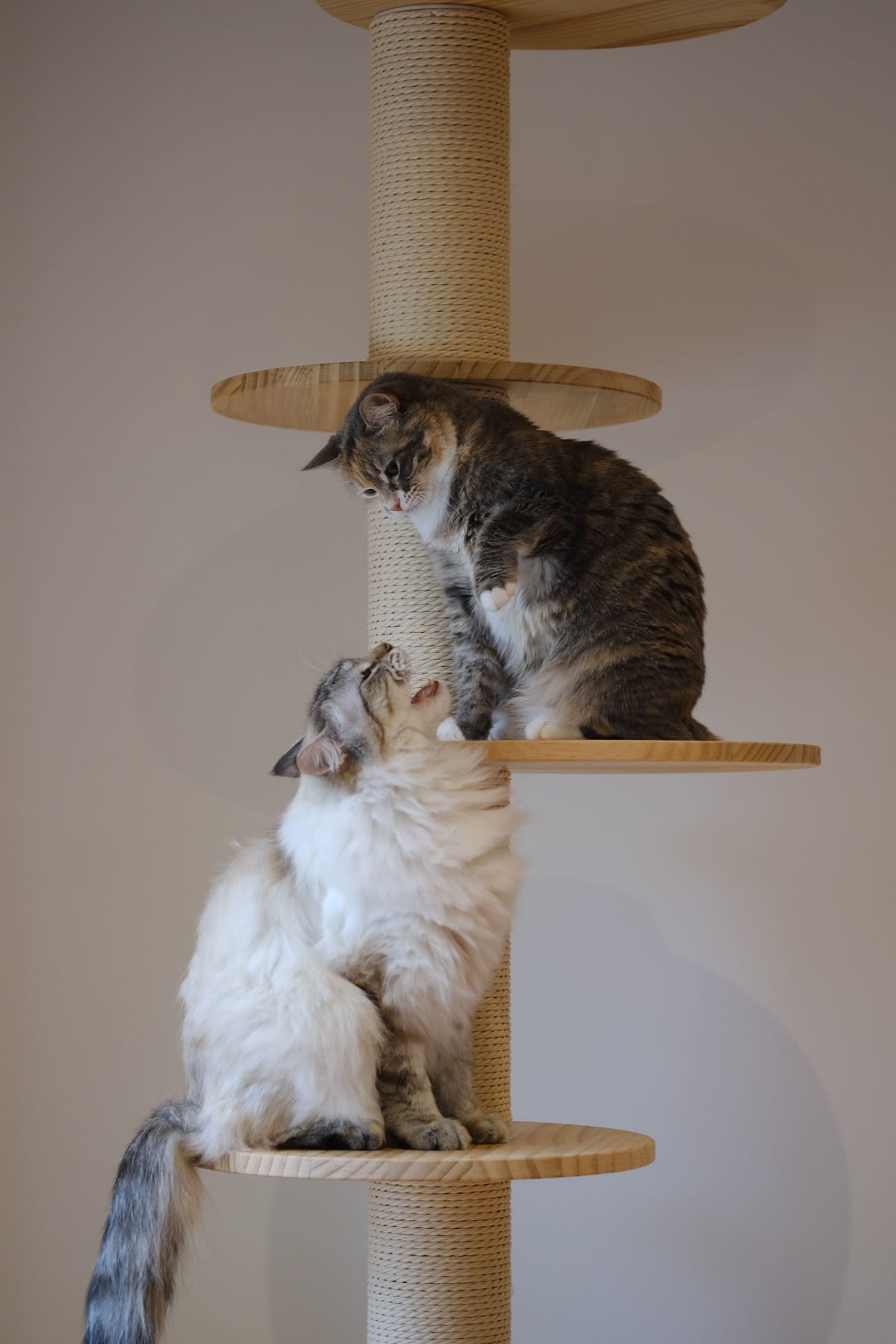 Best Cat Trees for Large Cats