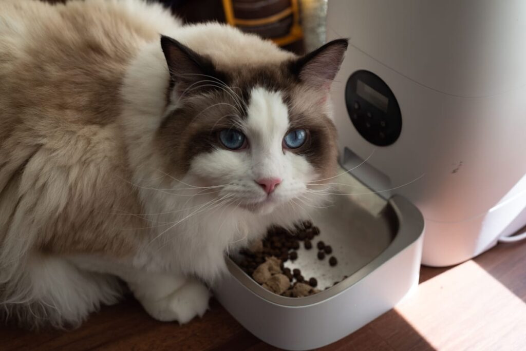 A cat eating from a food bowl, illustrating a guide to low-phosphorus cat food