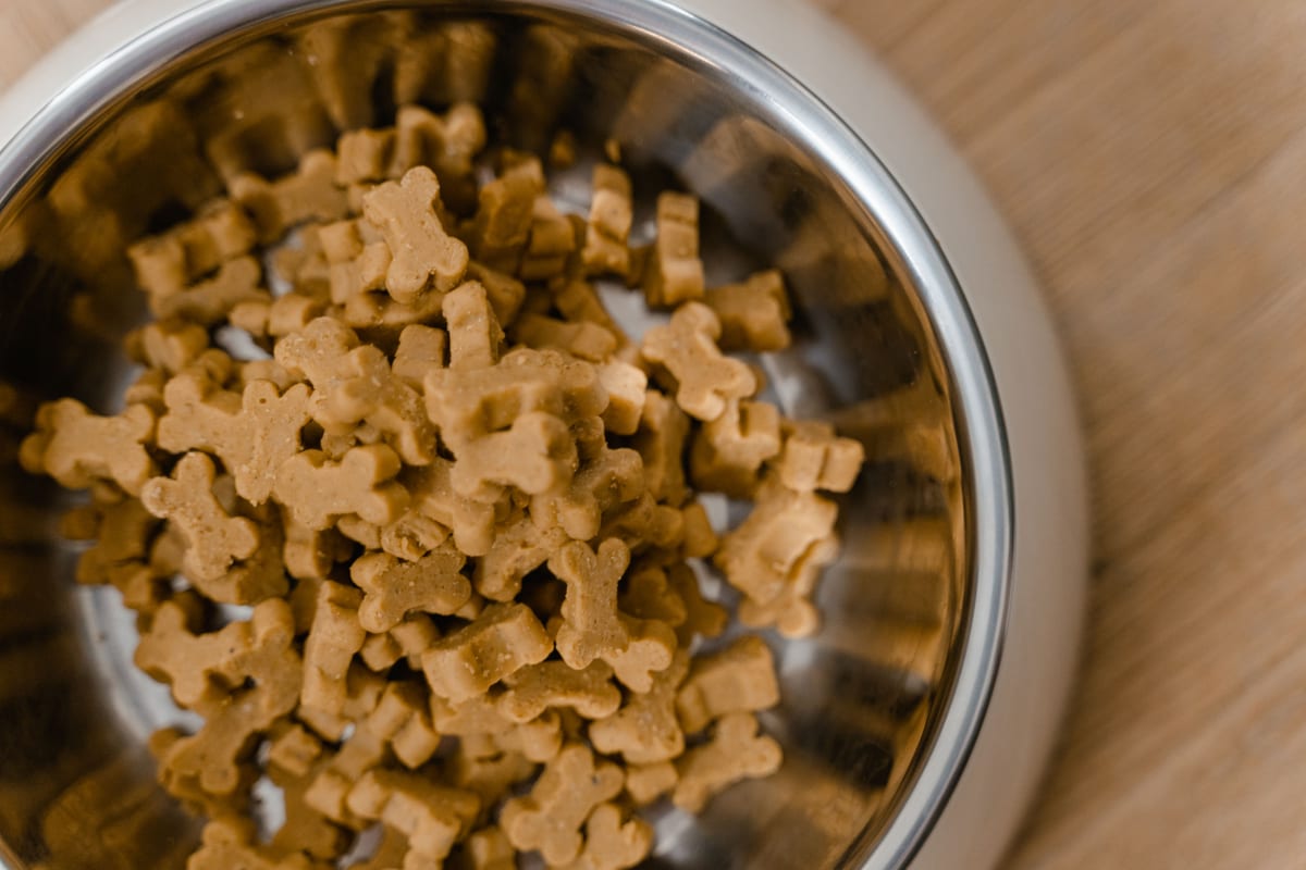 Best Dog Food for Sensitive Stomachs: What to Check Before You Buy