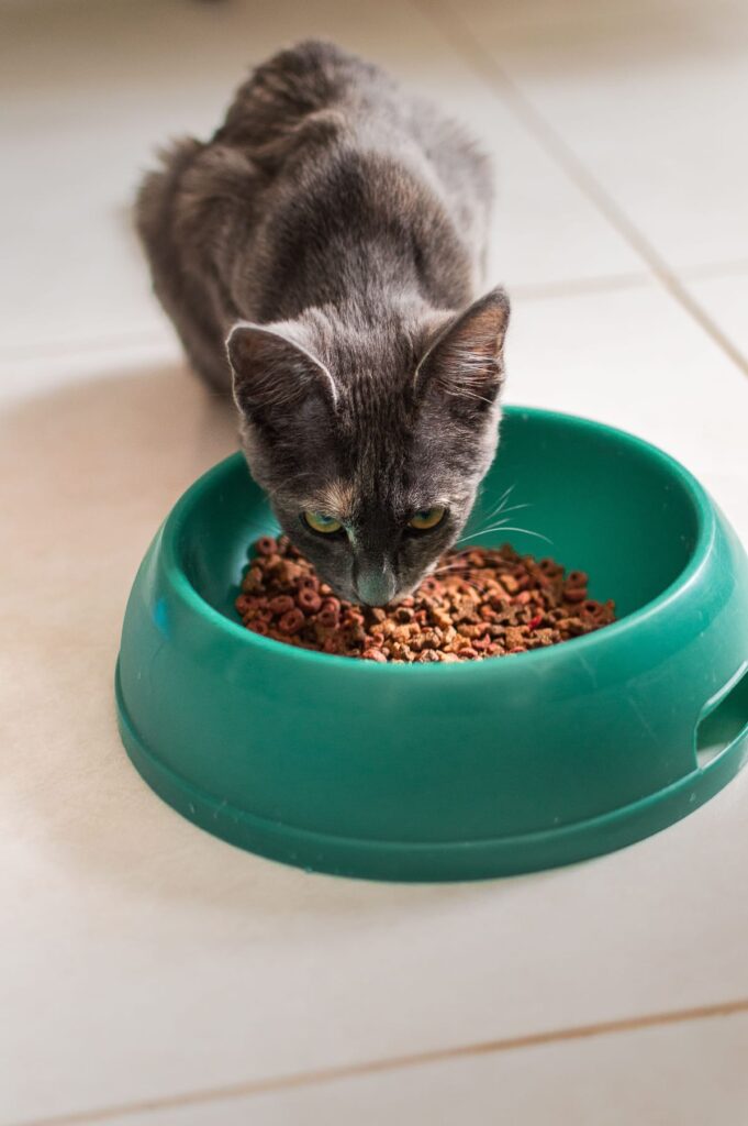 A cat eating from its food bowl, illustrating an article on whether dogs can eat cat food